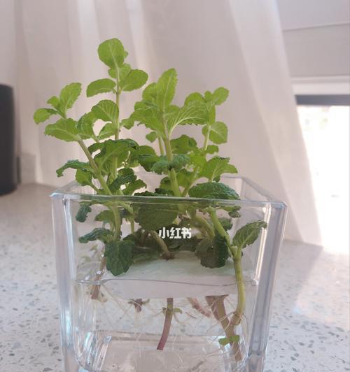 薄荷苗徒长了怎么办？如何正确修剪和管理？