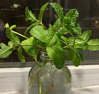 薄荷是否怕晒？如何正确养护以避免阳光伤害？