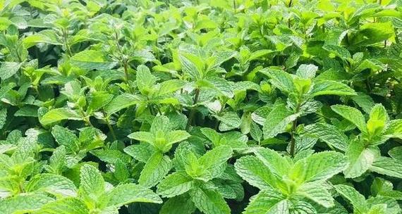 薄荷播种的最佳时间是什么时候？如何确保高发芽率？
