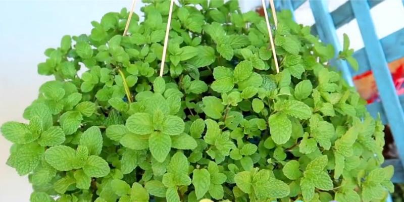 薄荷播种的最佳时间是什么时候？如何确保高发芽率？
