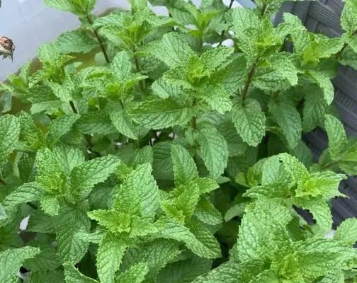 薄荷的生长环境条件是什么？薄荷有哪些独特生长特点？