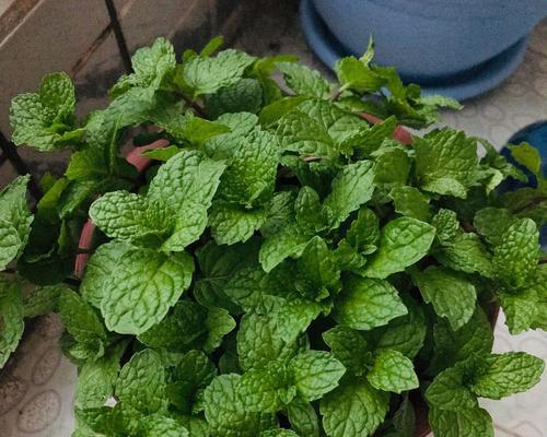 薄荷适合在室内养吗？室内种植薄荷需要注意什么？