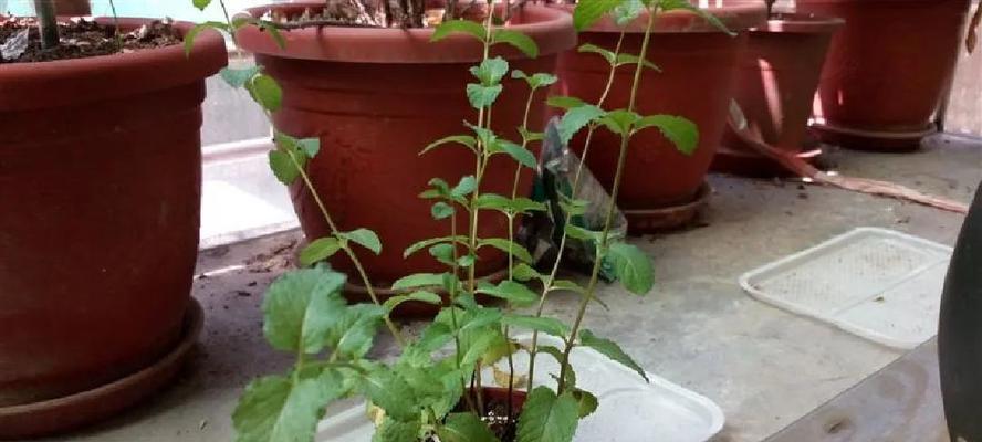 薄荷徒长怎么办？了解原因后如何正确处理？