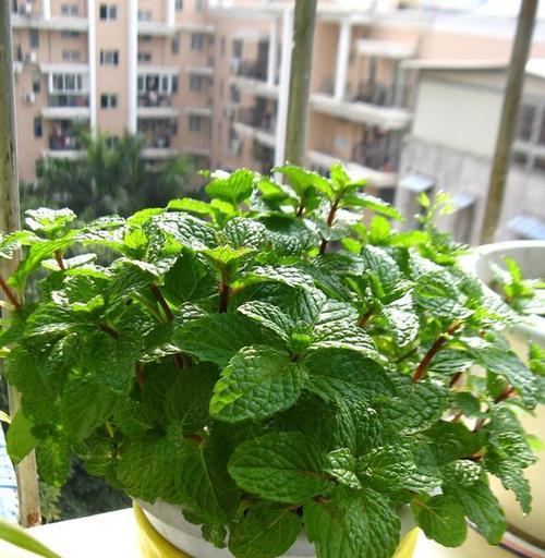薄荷植物是否需要阳光直射？如何正确养护薄荷？