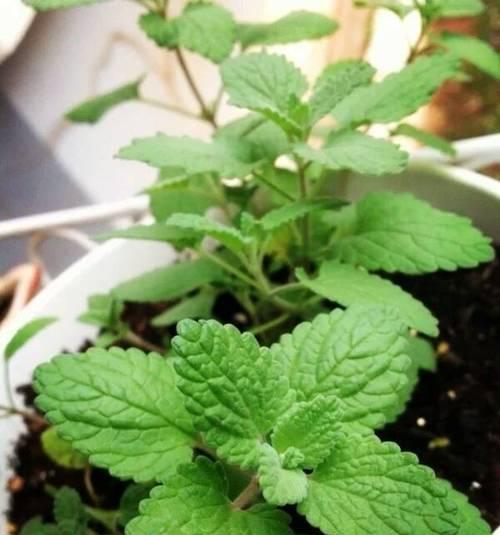 薄荷植物是否需要阳光直射？如何正确养护薄荷？