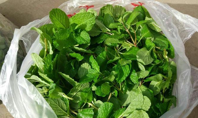 薄荷叶能直接食用吗？生吃薄荷叶的好处与风险是什么？