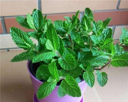 薄荷叶水养方法是什么？水养薄荷叶需要注意什么？