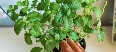 薄荷叶子发黑怎么办？如何预防和处理薄荷叶子发黑问题？