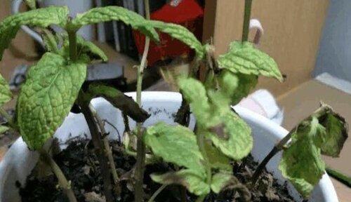 薄荷叶子干枯了怎么办？如何补救处理薄荷叶子干枯问题？
