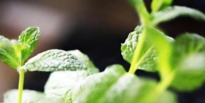 薄荷叶子蔫了怎么办？找出打蔫原因并提供补救方法