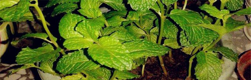 薄荷叶子蔫了怎么办？找出打蔫原因并提供补救方法