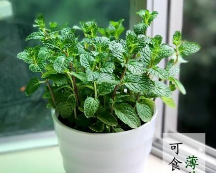 薄荷一盆种几颗合适？种植薄荷的最佳数量是多少？