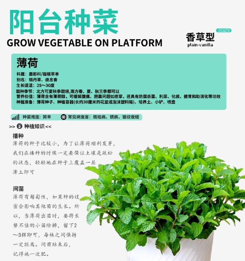 薄荷一盆种几颗合适？种植薄荷的最佳数量是多少？