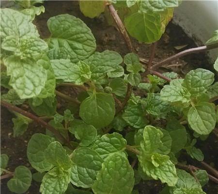 薄荷播种的最佳时机是什么时候？如何确保高成功率？