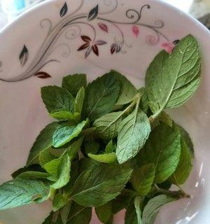 薄荷剪枝修剪方法是什么？图解步骤详细吗？