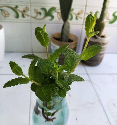 薄荷剪枝修剪方法是什么？图解步骤详细吗？