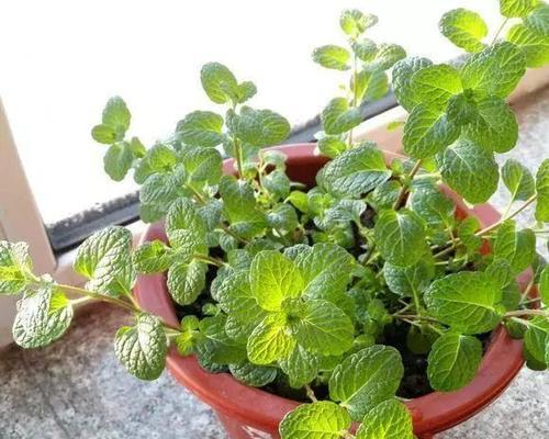 薄荷浇水养护技巧：如何正确控制浇水量？