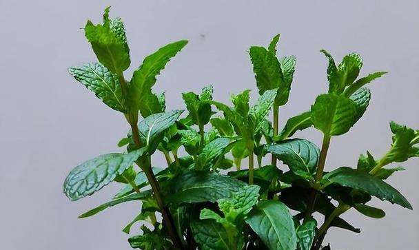 薄荷修剪方法是什么？如何正确修剪薄荷？