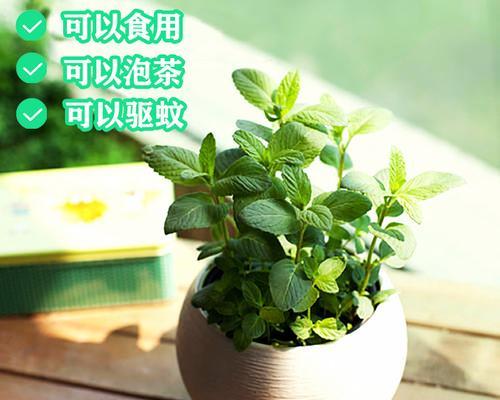 薄荷种植的最佳时间是什么时候？步骤有哪些？