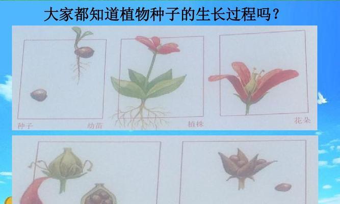 薄荷什么时候种植最好？生长周期需要多久？