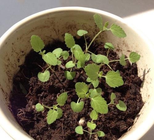 薄荷种子催芽方法是什么？需要多长时间才能发芽？