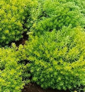 薄雪万年草与黄金万年草有什么区别？如何区分它们？