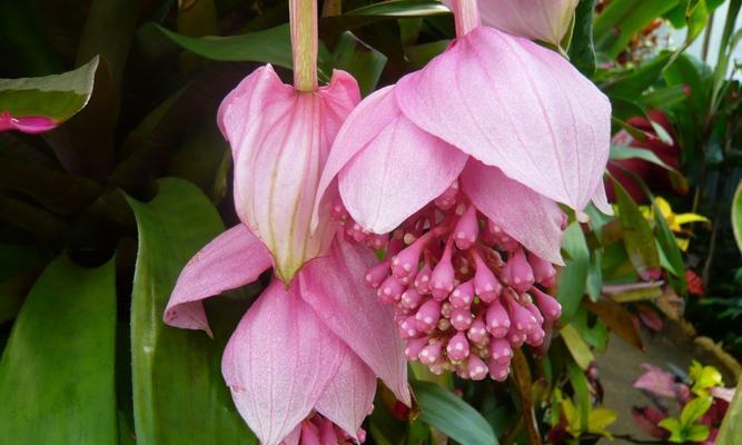 宝莲灯花一年开几次花？如何确保其开花频率？