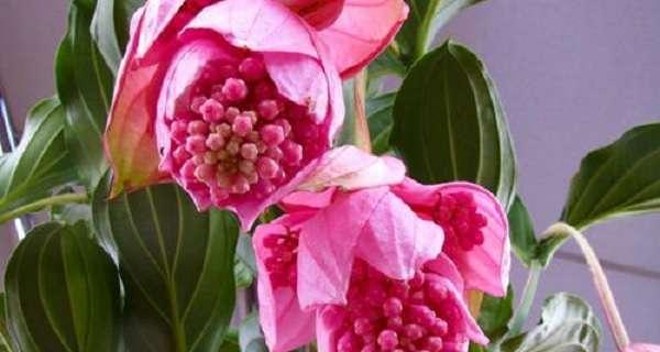 宝莲灯花一年开几次花？如何确保其开花频率？