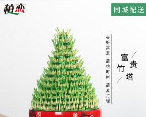 宝塔竹怎么养长的好？有哪些养护技巧和注意事项？