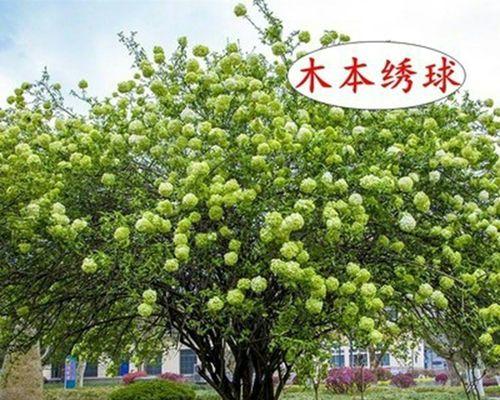 北方耐寒的树有哪些？如何选择适合的耐寒树种？