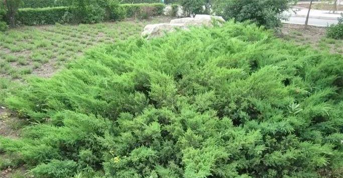 北方适合种什么植物？如何选择适合北方气候的植物种类？