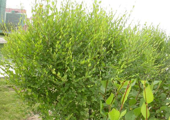 北方适合种什么植物？如何选择适合北方气候的植物种类？