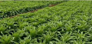 北方莴笋露地种植的最佳时间是什么时候？具体步骤有哪些？