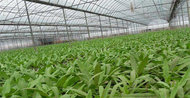 北方莴笋露地种植的最佳时间是什么时候？具体步骤有哪些？