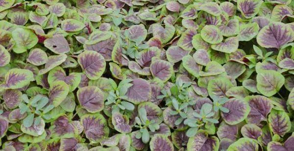 北方夏季适合种什么蔬菜？有哪些高效种植技巧？