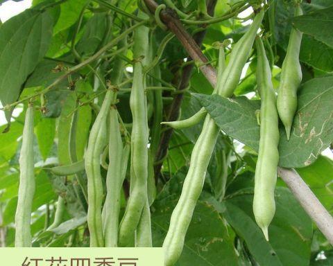 北方夏季适合种什么蔬菜？有哪些高效种植技巧？