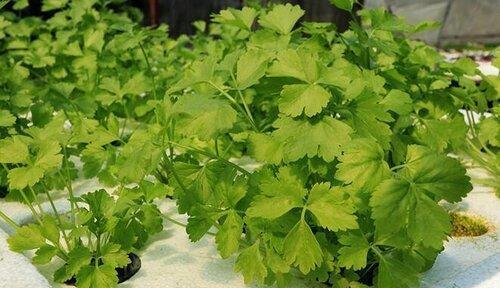 北方香菜种植的最佳时间是什么时候？如何确保高产？