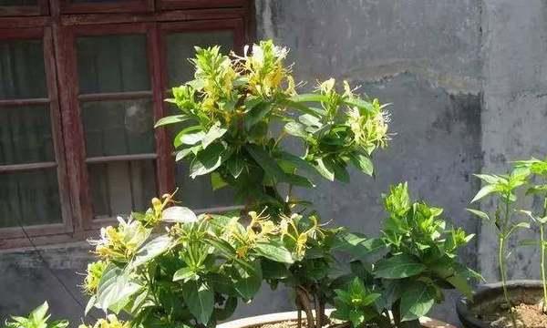 北方阳台适合种什么植物？有哪些推荐的耐寒植物？