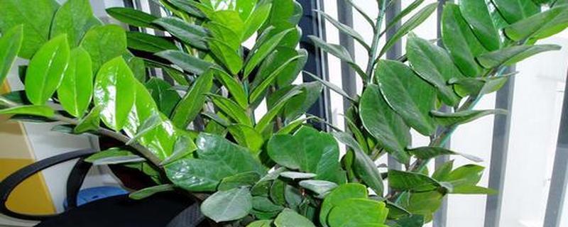北方阳台适合种什么植物？有哪些推荐的耐寒植物？