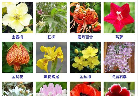 北花一号一年能开几次花？开花周期是多久？