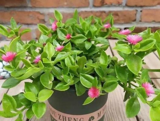 北京室内适合养什么花或植物？有哪些推荐？