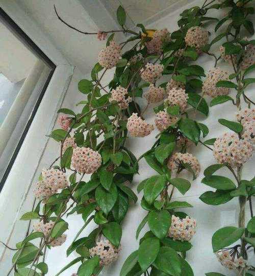 北京室内适合养什么花或植物？有哪些推荐？