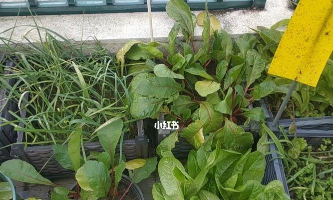 北面阳台适合种什么蔬菜？如何最大化利用空间和光照？