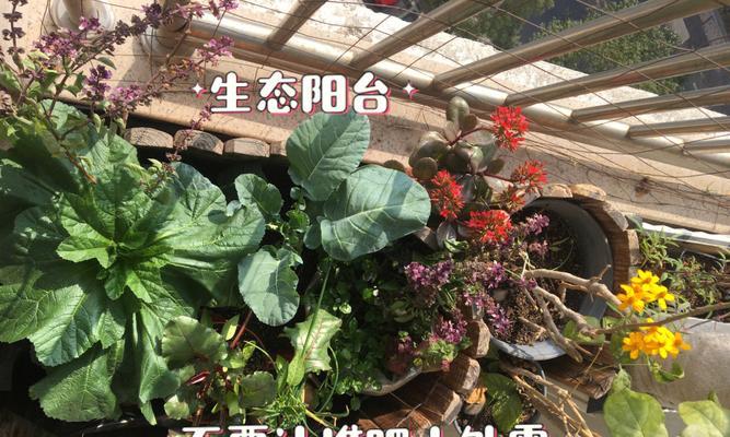 北面阳台适合种什么蔬菜？如何最大化利用空间和光照？