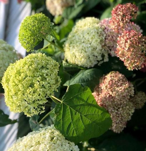贝拉安娜绣球一年能开几次花？开花周期是什么？