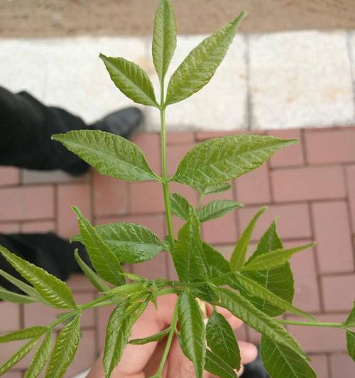 贝叶经使用的叶子来自哪种树？贝叶经的制作材料有何特殊之处？