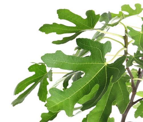 贝叶经使用的叶子来自哪种树？贝叶经的制作材料有何特殊之处？