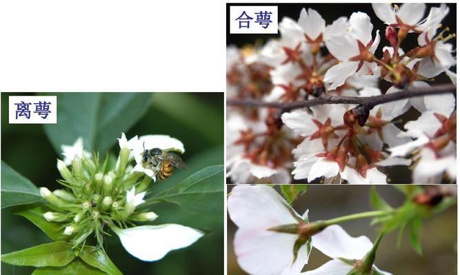 被子植物有哪些种类？它们的特征是什么？