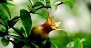 被子植物有哪些种类？它们的特征是什么？