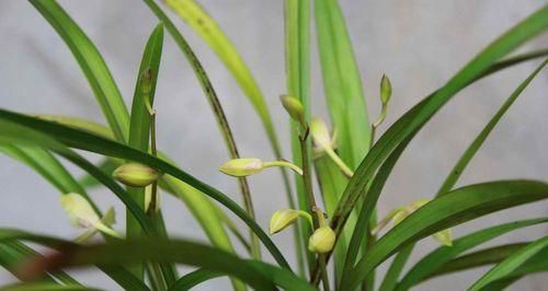 奔龙花还有哪些别名？它们的花语是什么？